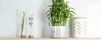 The roots of a healthy mature lucky bamboo plant are supposed to be an orange/ brown color. 10 Steps How To Take Care Of Lucky Bamboo With Pictures