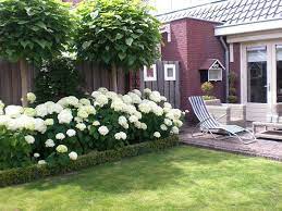 Hortensien (hydrangea) sind aufrecht wachsende, überwiegend sommergrüne blütensträucher oder kletterpflanzen und namensgebend für die familie der hortensiengewächse (hydrangeaceae). Toller Sichtschutz Hortensien Mit Buchsbaum Einfassung Und Trompetenbaume Hortensien Garten Garten Landschaftsbau Garten