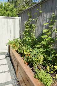 Pin On Salad Garden