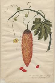 Maybe you would like to learn more about one of these? Bitter Melon Edible But Don T Eat The Seeds