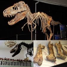 Tarbosaurus fossils discovered in England