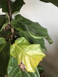 This is because if overwatering is not solved, it can unfortunately lead to root rot. Ask A Question Forum Fiddle Leaf Fig Tree Leaves Turning Brown And Yellow Garden Org