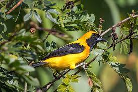 Photo - Yellow-backed Oriole - Icterus chrysater - Observation.org