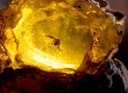 Jurassic Park Mosquito Fossil In Amber Image Only Pictures Amber Fossils Amber Image Amber