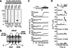 70 junior attorney salaries in kuala lumpur, malaysia provided anonymously by employees. Biochemical And Functional Characterization Of Orai Proteins Journal Of Biological Chemistry
