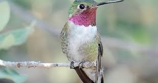 Birds Of The Southwest Usa Pin By Judy Richardson On Birds Puffins Bird Hummingbird Humming Bird Feeders