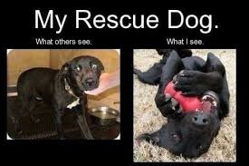 Legit Dog Adoption Shelter Dogs Pet Care Dogs