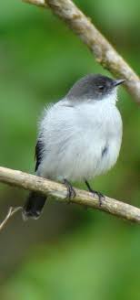wow birds おしゃれまとめの人気アイデア pinterest pedro ibanez 鳥類 動物 小鳥