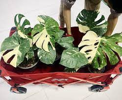 คนส่วนใหญ่เรียกต้นนี้กันติดปากว่า จินนี่ มาจากชื่อ philodendron ginny (ชื่อจริงอย่างเป็นทางการของมันคือ rhaphidophora terrasperma ซึ่งคงไม่มีใครเรียก) แต่บางคนก็. The Fresh Monstera à¸ˆà¸³à¸«à¸™ à¸²à¸¢à¸• à¸™à¸¡à¸­à¸™à¸ªà¹€à¸•à¸­à¸£ à¸² à¹à¸¥à¸°à¸• à¸™à¹„à¸¡ à¸­ à¸™à¹† Posts Facebook