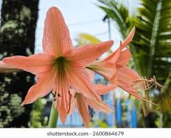 Image result for Amaryllidaceae