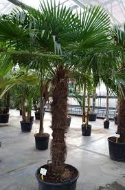 Winterharte Hanfpalme A Italia Hanfpalme Palmen Garten Winterharte Palmen