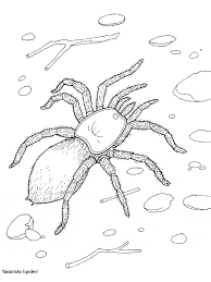 If you dig spiders, you'll … Tarantula Coloring Page Animals Town Animal Color Sheets Tarantula Picture