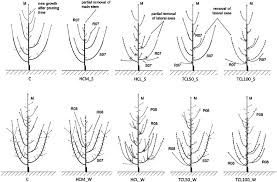 Using only locally harvested apples, we decided to evoke this same simplicity in our apple brandy. Summer And Winter Pruning Treatments For Apple Trees C Controls Hcm Download Scientific Diagram