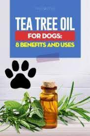 8 Uses Of Tea Tree Oil For Dogs Backed By Science Tea Tree Oil Dogs Coconut Oil For Dogs Tea Tree Oil Benefits