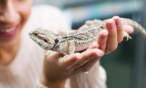 Using the printer friendly link at the bottom of each page gives you a clean offsite publication husbandry and medical care of callitrichids journal of exotic pet medicine , volume 23 on our links page you will find organizations that will help you locate a vet in your area. Exotic Animals 101 The Inside Scoop From An Exotic Animal Vet