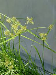 Bonide sedge ender concentrate id # 27934274. Sedges University Of Florida Institute Of Food And Agricultural Sciences