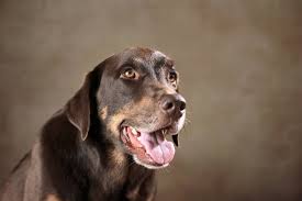 If we talk about the height of this mix, we can easily say that they can reach anywhere between 10 and 25 inches. Beagle Lab Mix Care Guide Playful Menace Or Sweet Family Dog Perfect Dog Breeds