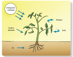 Tersedia pembahasan soal dan kumpulan kunci jawaban tematik sd/mi kelas 1 2 3 4 5 6, subtema 1 subtema 2 subtema 3 subtema 4 subtema 5 subtema 6, kegiatan berbasis proyek dan literasi, pembelajaran 1. Kunci Jawaban Bacaan Matahari Sumber Energi Terbesar Kelas 3 Sd