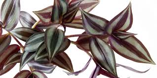 Ti guidiamo alla scorperta delle piante più utilizzate, più resistenti e affascianti. Piante Da Casa Variegate Maranta Begonie Tradescanzia Cose Di Casa