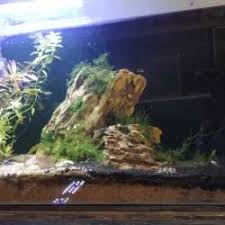 Majoriti penduduk di shah alam adalah bumiputera. Flying Fish Aquarium Shah Alam Pet Shops In Ahmedabad Justdial