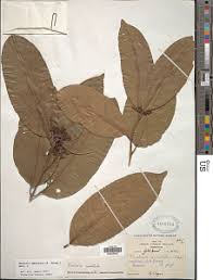 Image result for Hunteria congolana