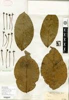 Image result for Ixora brachypoda