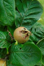 Mespilus Germanica Minier Solution Pro