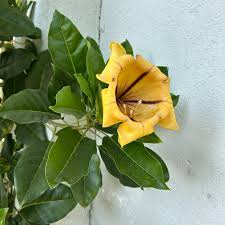 Image result for Solandra maxima