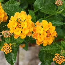 Image result for Lantana viburnoides