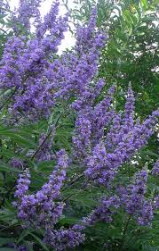 Image result for Vitex mombassae