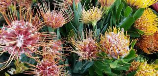 A new leaf flowers and gifts is a family owned flower shop with same day delivery service available to madison, wisconsin. Wisconsin Madison Bill Doran Company Wholesale Florist Bulk Flowers Nationwide
