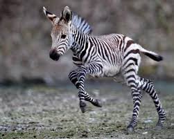 Yavru Zebra Cok Sirin Hayvanlar Vahsi Hayvanlar Hayvan Bebekler