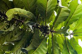 Image result for Ficus craterostoma