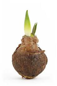 I'm going to show you how it's done. When Is The Best Time To Transplant Spring Bulbs Lovetoknow