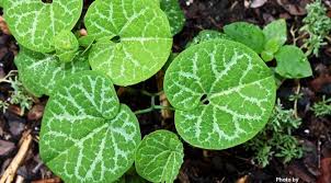 Image result for Aristolochia triactina
