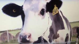 Baby Macdonald Music Video 2004 Youtube