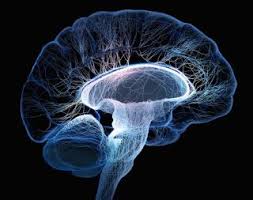 Brain the human brain and its contiguous structures a. Human Brain Facts Functions Anatomy Live Science