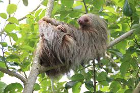 There's nothing like a good vacation to make you feel alive. Sloth Costa Rica Free Photo On Pixabay