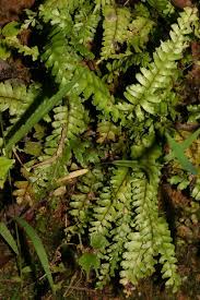 Image result for Lindsaeaceae