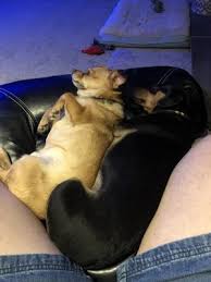 8,376 likes · 546 talking about this. Almost Home Foundation 26 Photos 47 Reviews Animal Shelters 1800 E Irving Park Rd Schaumburg Il United States Phone Number