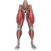 Smooth muscle is found within walls of blood vessels and hollow organs such as the stomach or intestines.cardiac muscle cells form the heart muscle, also called the myocardium.skeletal muscles attach to the bones of the body.among these three, only skeletal. 1