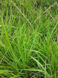 Image result for Paspalum conjugatum