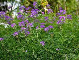 Image result for Verbena aristigera