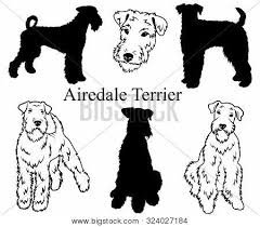 We breed and show quality airedales concentrating on. Airedale Terrier Set Vector Photo Free Trial Bigstock
