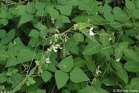 Image result for Amphicarpaea