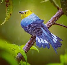 Small Birds With Long Tail Feathers Long Tailed Silky Flycatcher By Piusnotter Curated By Animais Bicho De Estimacao Aves