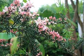 Image result for Colletia