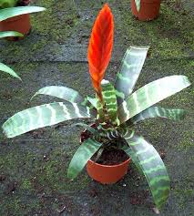 Vieni a trovarci per composizioni, mazzi e bouquet di fiori, abbiamo fiori recisi freschi e fiori artificiali variopinti, tante piante e tanti prodotti per il. Piante Da Vaso Vriesea Vriesea Carinata Vriesea Fenestralis Vriesea Hieroglyphica Vriesea Morrenii Vriesea Regina Vriesea Saundersii Vriesea Splendens Vriesea Tessellata