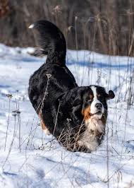 See more of northern michigan bernese mountain dogs on facebook. Pin By Ljerka Balic On Bmd Doggy Animals Dogs