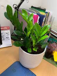 Check spelling or type a new query. Just Bought A Cute Little Zz Plant From Ikea And Really Considering Converting It To Semi Hydro Has Anyone Had Any Success With A Zz And Semi Hydro Semihydro